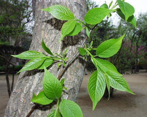 今年新杜仲種子黃金植物絲棉皮棉樹皮膠樹藥材樹蘇炫杜仲種子半斤