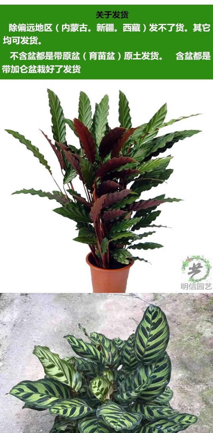 大型竹芋植物盆栽客厅办公室去甲醛观叶水培好养室内花卉喜阴绿植