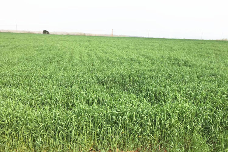 冬牧70高产牧草种子多年生黑麦草种子一年生黑麦草猪马牛羊鱼草籽皆