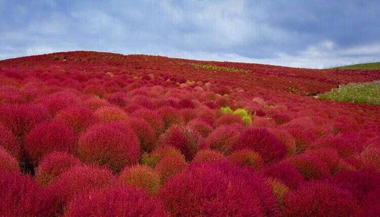 红色扫帚草种子 绿草草坪种子花卉种子 庭院观赏地肤种籽 绿地肤1000