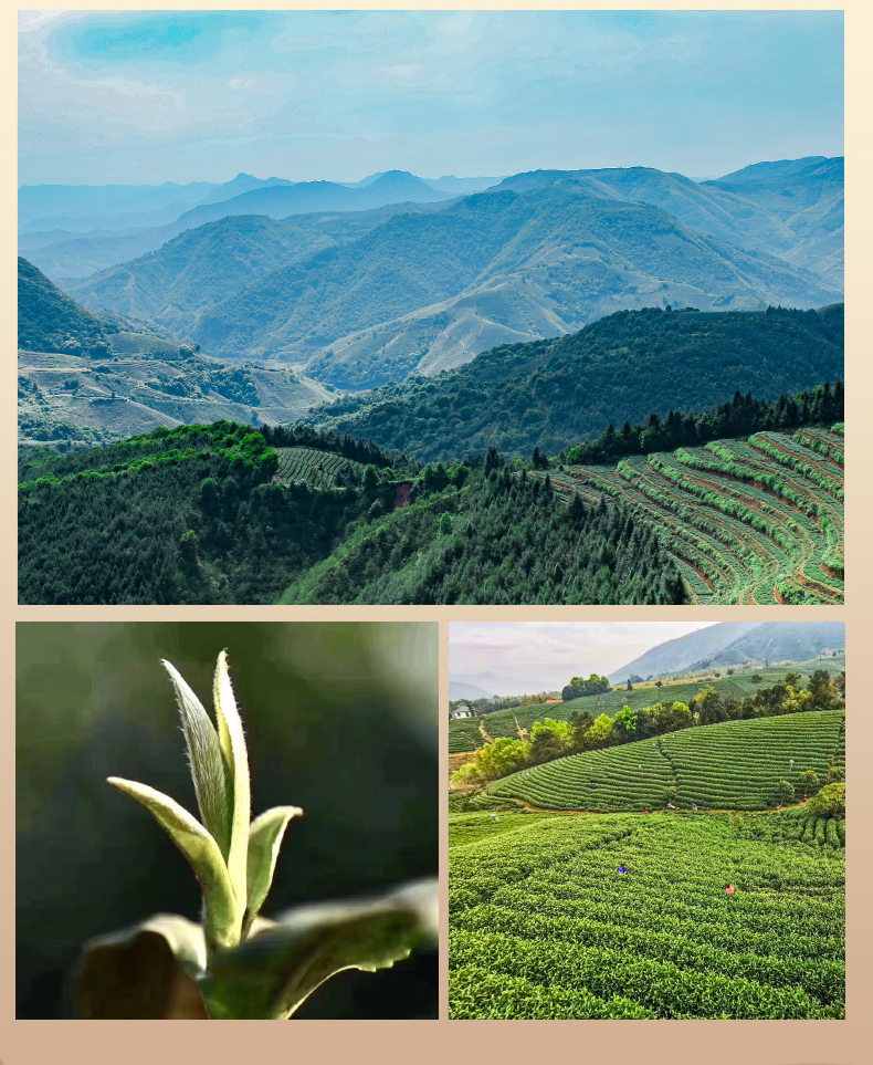 5折福鼎福建白茶白牡丹2022年头采太姥山脉放养荒野老白茶礼盒明前