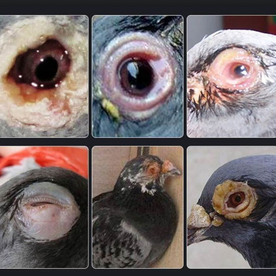 火热促销一滴灵第三代鸽子药大全单眼伤风鹦鹉鸟赛鸽眼睛流泪肿一滴灵