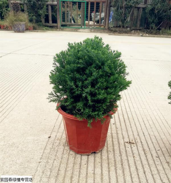 园艺皮球松盆栽皮球柏 阳台庭院绿植自然圆形易养护可地栽植物 精品皮