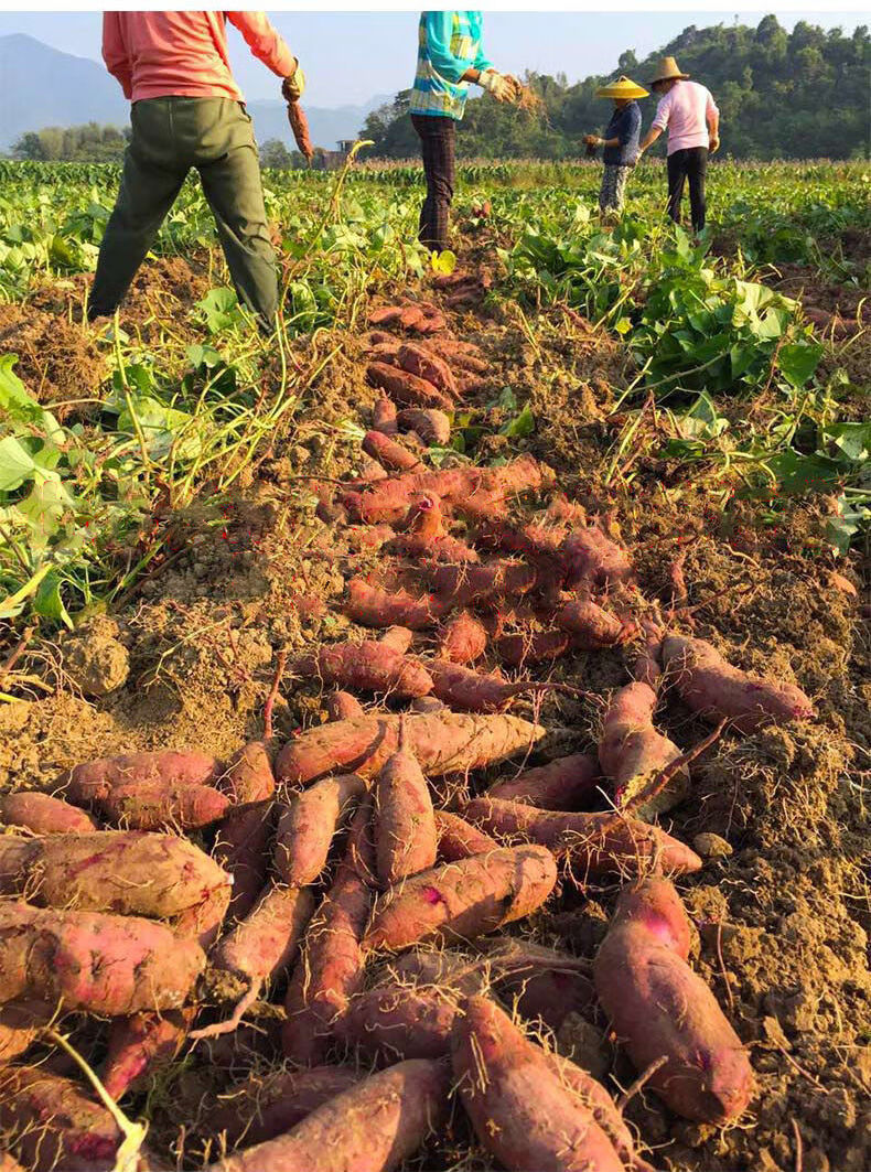 人工挑选-产地鲜挖-坏果包赔 红心蜜薯-大果10斤【装】