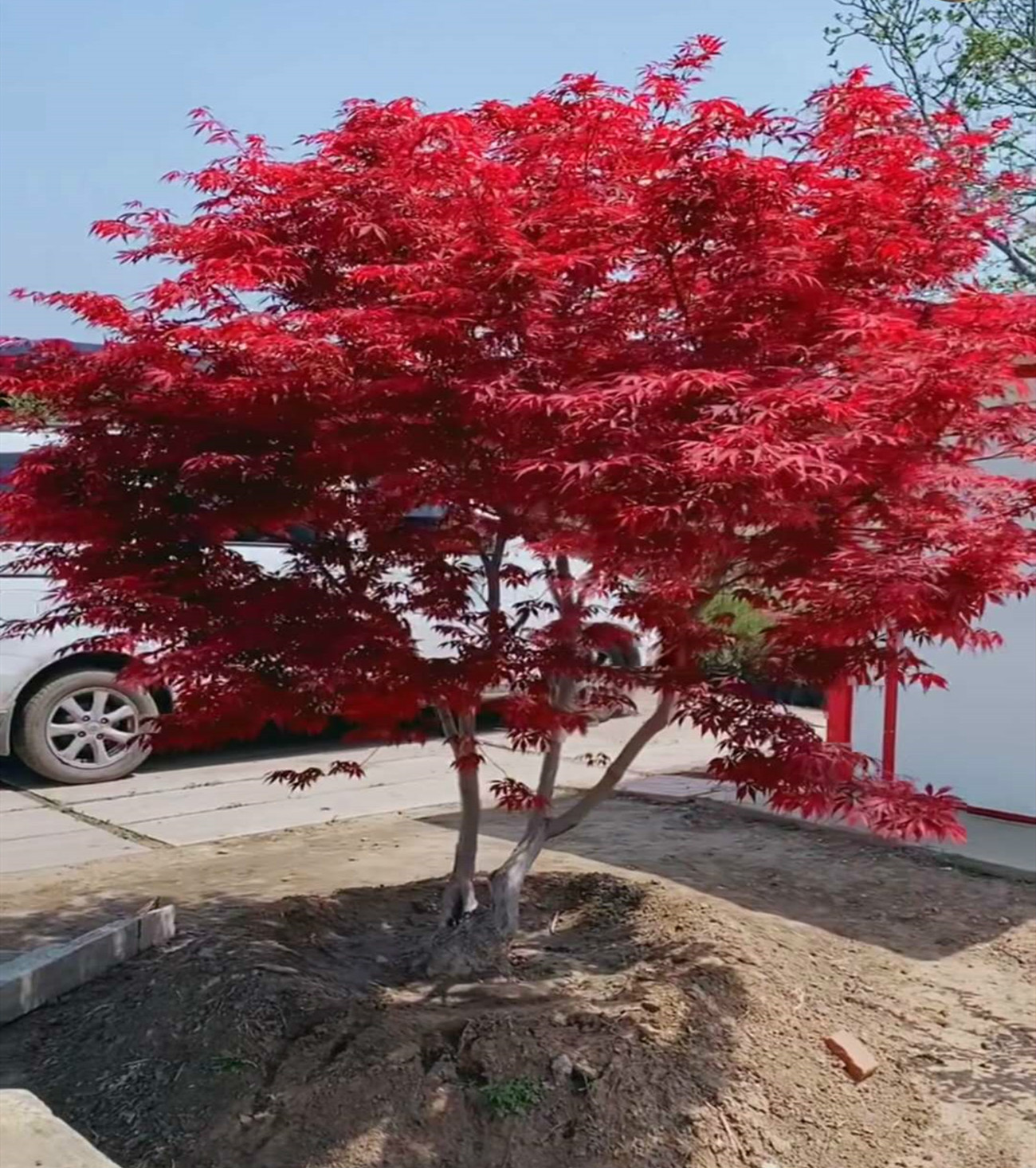 红枫树苗原生三季红中国红枫红枫庭院户外耐寒植物适合南北方 红枫5