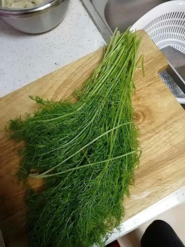 河北茴香北京茴香新鲜茴香天津蔬菜现摘茴香小葱价芹菜净重2斤茴香2斤