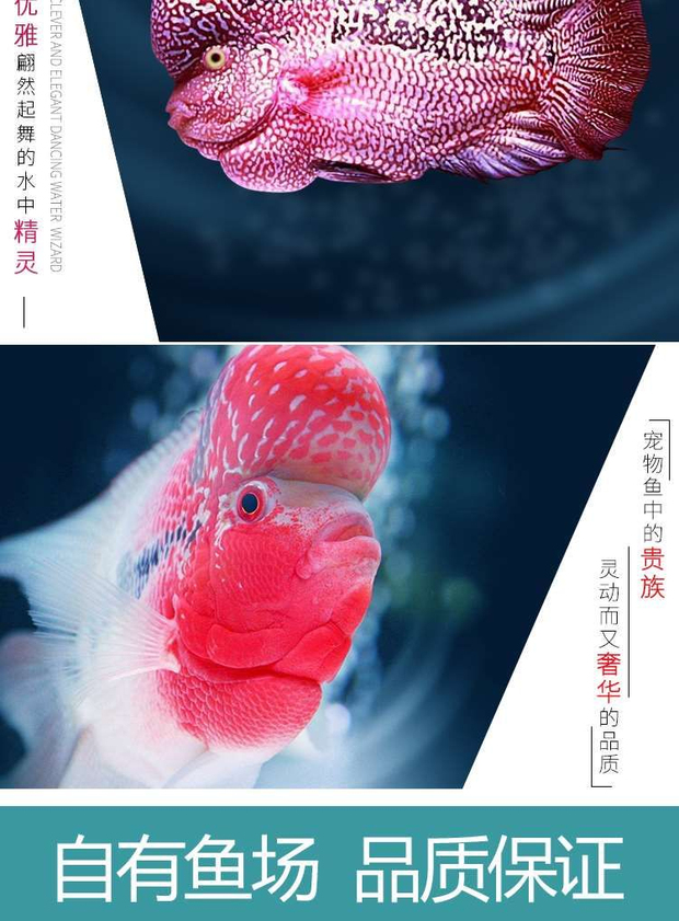 佳寶泰國觀賞魚亞成起頭大苗羅漢魚魚苗活體熱帶淡水魚全國羅漢魚苗