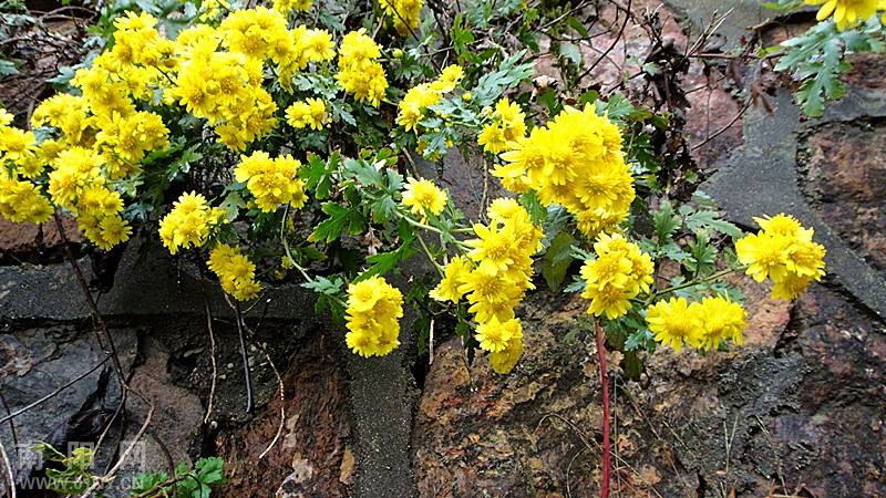 野菊花種子可泡茶菊花種籽野生山菊花多年生野黃菊山坡路邊 蘇炫 【野