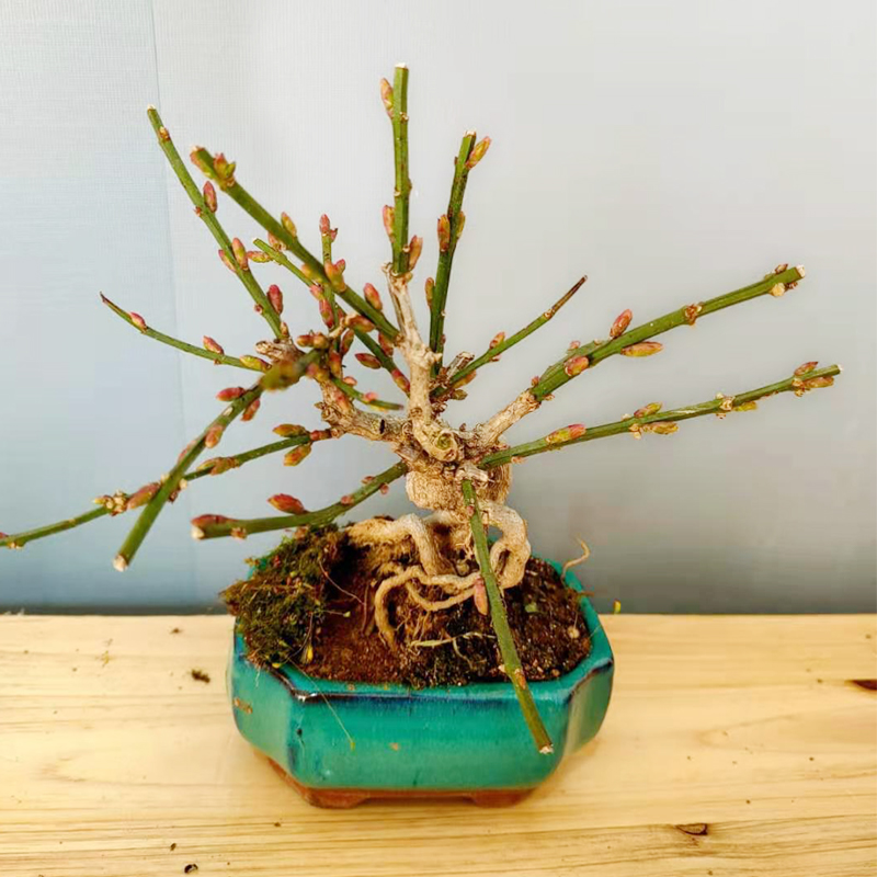 2虎蹄迎春花老桩迎春花盆景三台迎春带花苞微型提根耐寒冻植物 六年