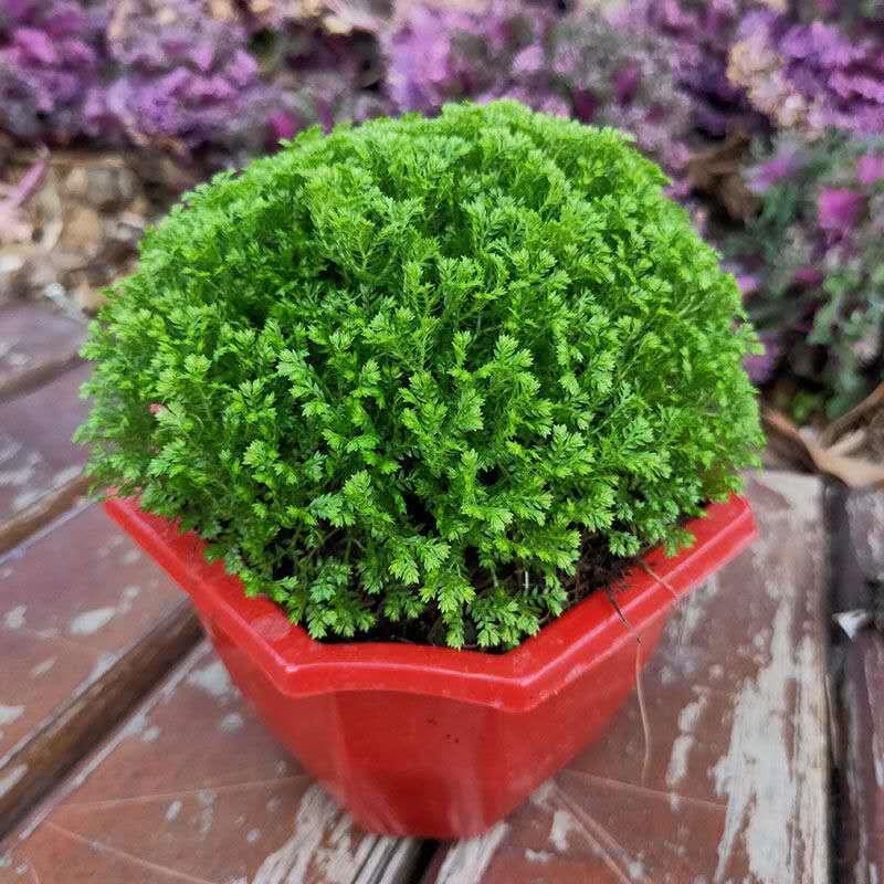 情人草 蕨类植物 幸福草 净化空气 室内桌面绿植盆栽花卉 嘉瑰 大盆