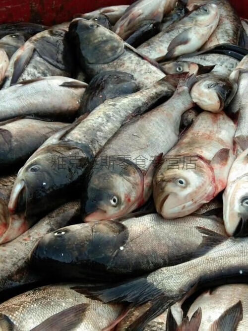 水库野生胖头鱼鲜鱼 大鱼花鲢鱼 只限京津冀地区 胖头鱼6-7斤【图片