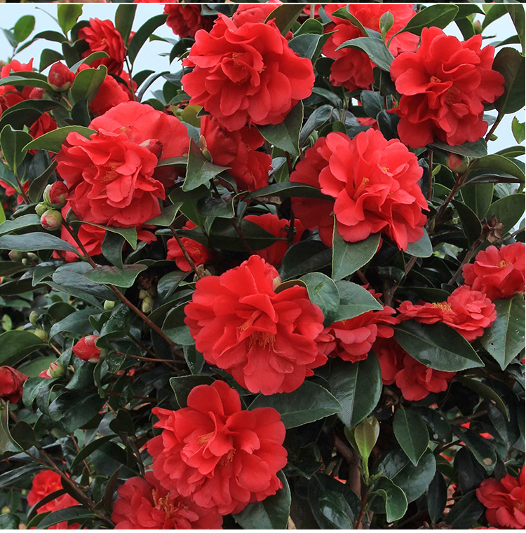 棕榈四季茶花盆栽新品种重瓣型山茶花夏梦系列开花不断四季带花苞7年