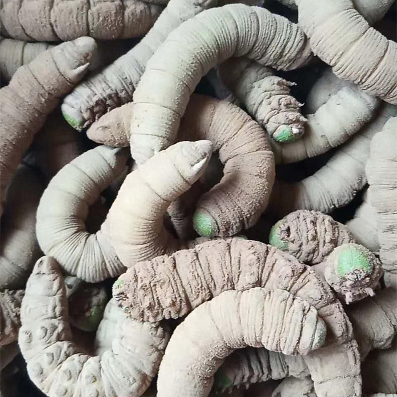 入土活豆虫新鲜下蛰豆虫 活体豆丹老虫豆青虫 豆虫大豆虫 入土豆虫洗