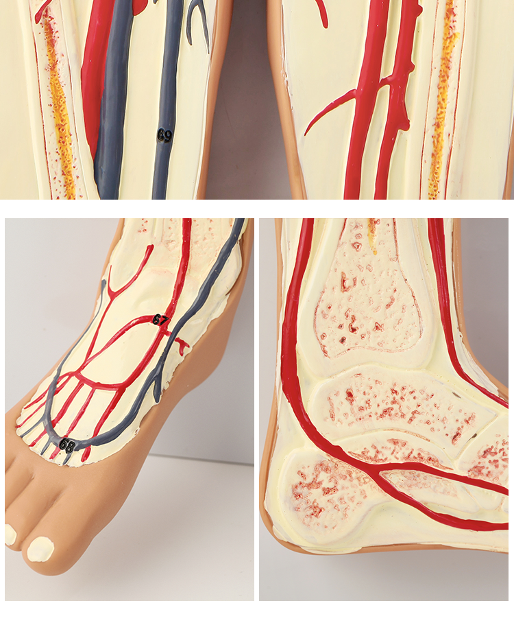 【順豐速發】人體內臟血液循環模型心臟動脈靜脈神經血管器官解剖醫學