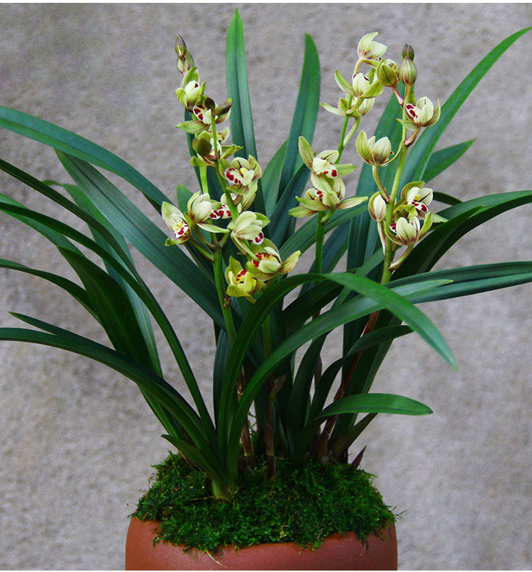 名贵兰花苗【金荷】矮种四季兰建兰盆栽绿植室内花卉兰草 市长红4苗