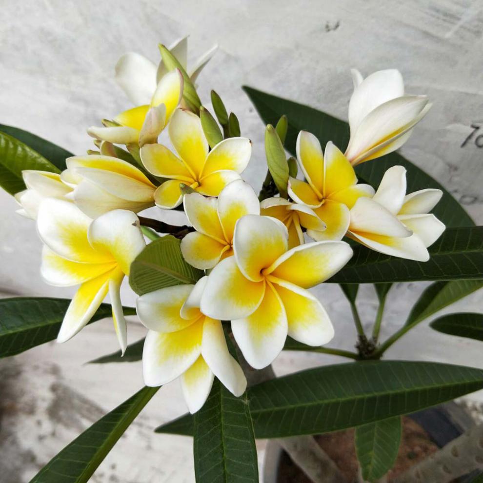 定制鸡蛋花树花卉盆栽缅栀子鸡蛋花树苗蛋黄花树鸡蛋花苗盆栽蛋黄色