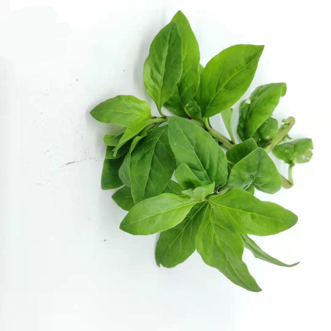 野菜嫩枸杞菜 枸杞叶 枸杞头无老杆子 产地直发多省 1000g【图片 价格