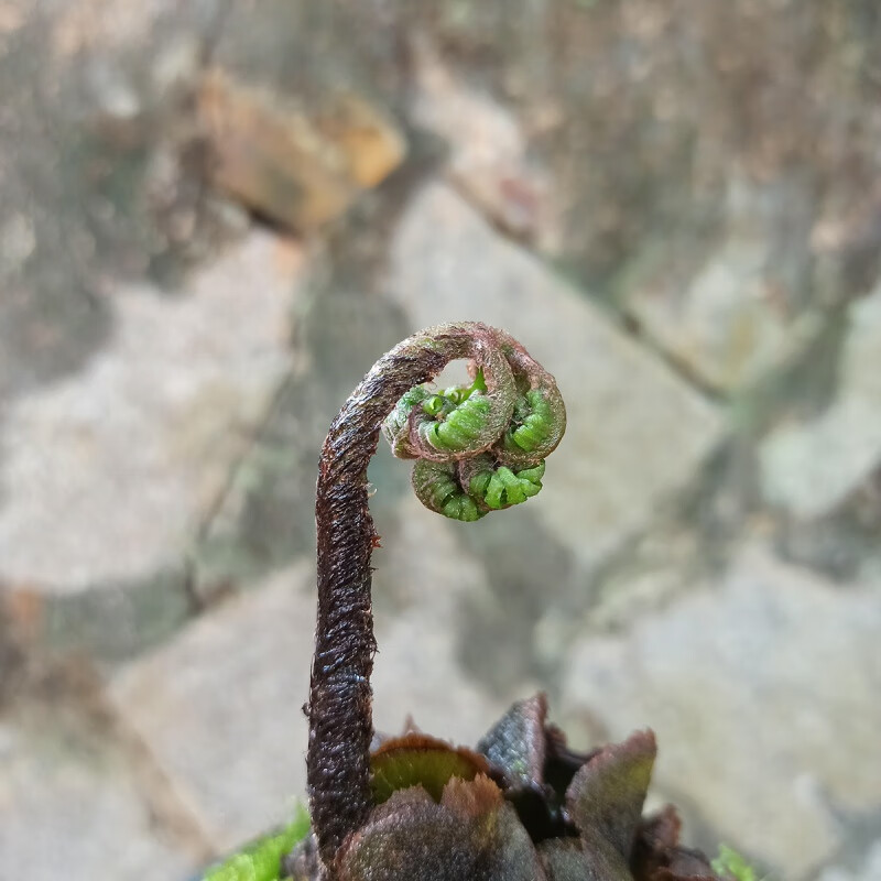 蕨類植物室內禪意蕨桫欏蕨觀音蓮座蕨馬蹄蕨盆栽水培耐陰觀葉綠植魚