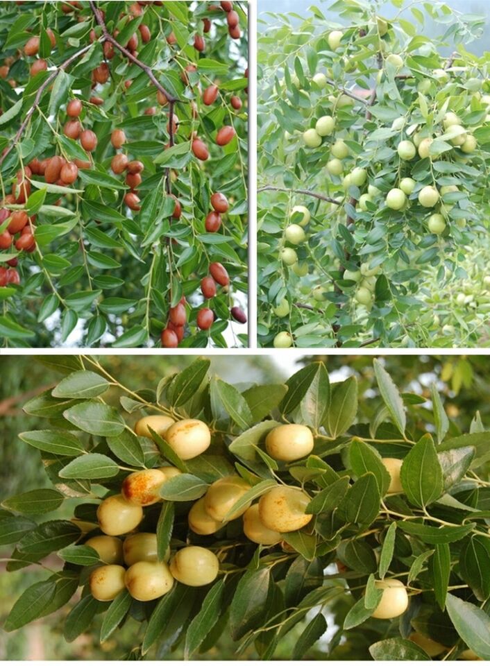 庭院盆栽地栽果树苗南方北方种植嫁接枣树苗当年结果冬枣树苗当年结果