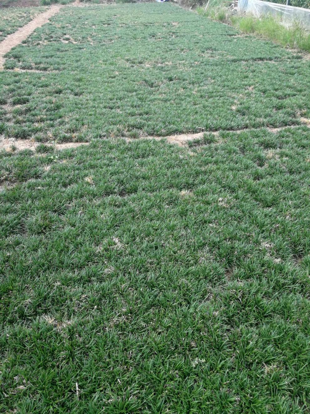 玉龙草苗耐寒耐践踏四季碧绿别墅庭院草坪按斤日本矮麦冬草 玉龙草
