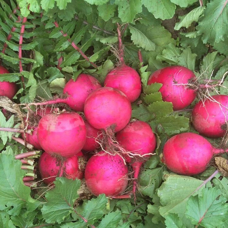 东北大红萝卜卞萝卜红皮白心大红袍圆新鲜雌性甜脆一份新鲜 顺丰陆运
