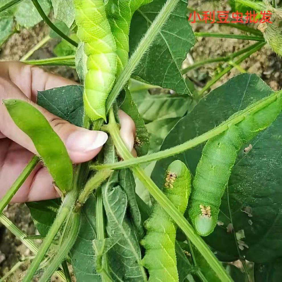 批发豆虫豆丹豆虫豆虫即食豆虫蛹豆虫活体活豆虫速冻山东豆虫半斤不够