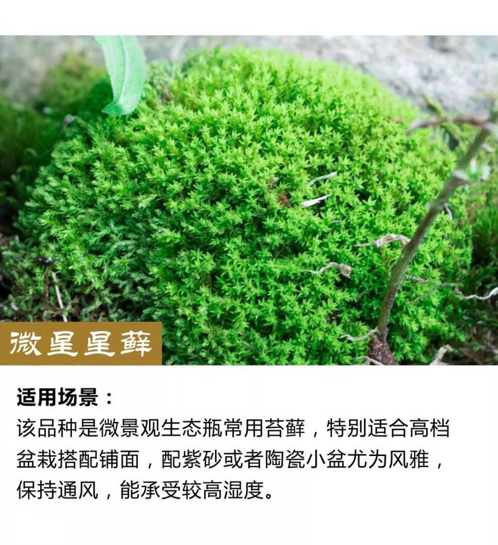 5，苔蘚微景觀青苔盆景裝飾造景植物鋪麪鮮活假山水陸缸diy室內綠植 短羢蘚12*8厘米/盒 5盒