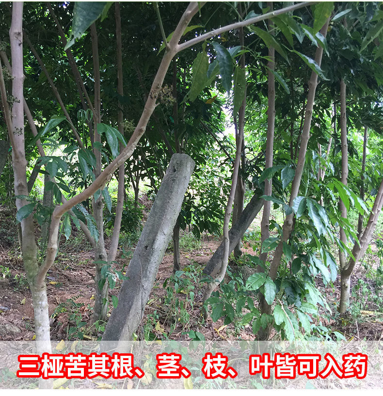 三叉苦树苗三桠苦正宗三丫苦药材种子苗落叶鸡骨树带土广西发货 三叉