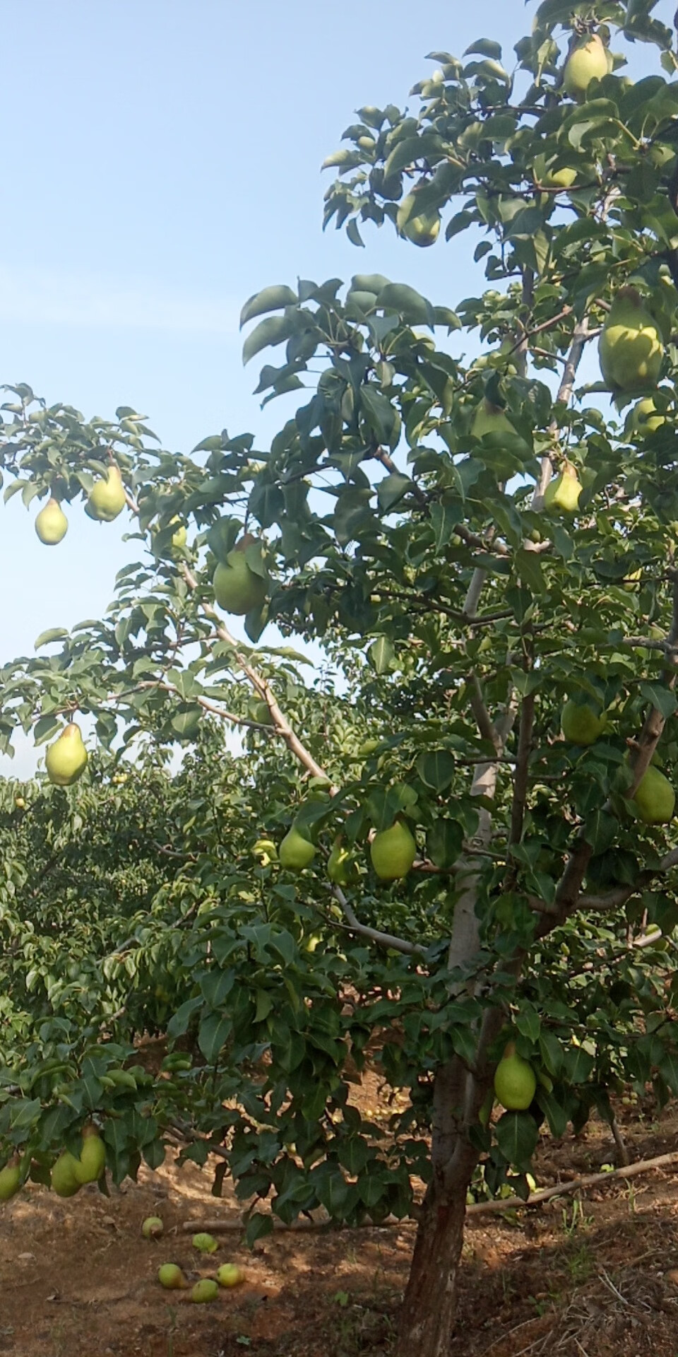 东北茄梨2斤3斤5斤装软糯大头梨不是烟台太婆梨子新鲜水果手工精选带