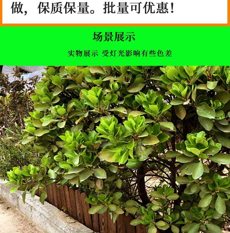 柵欄籬笆碳化防腐實木柵欄花園室內陽臺庭院花臺綠植隔斷小籬笆圍欄