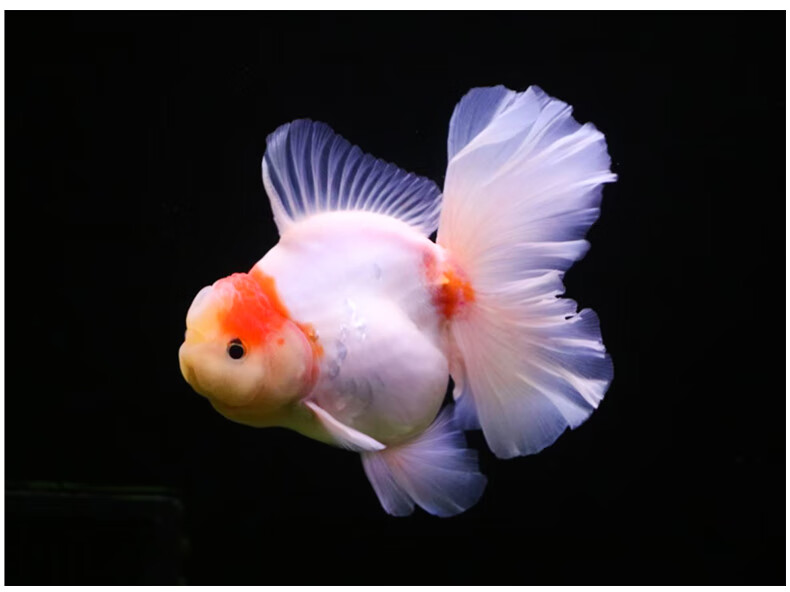 百褶裙精品泰狮1金鱼活体观赏鱼原泰冷水新手活鱼渔场78红黑百褶苗