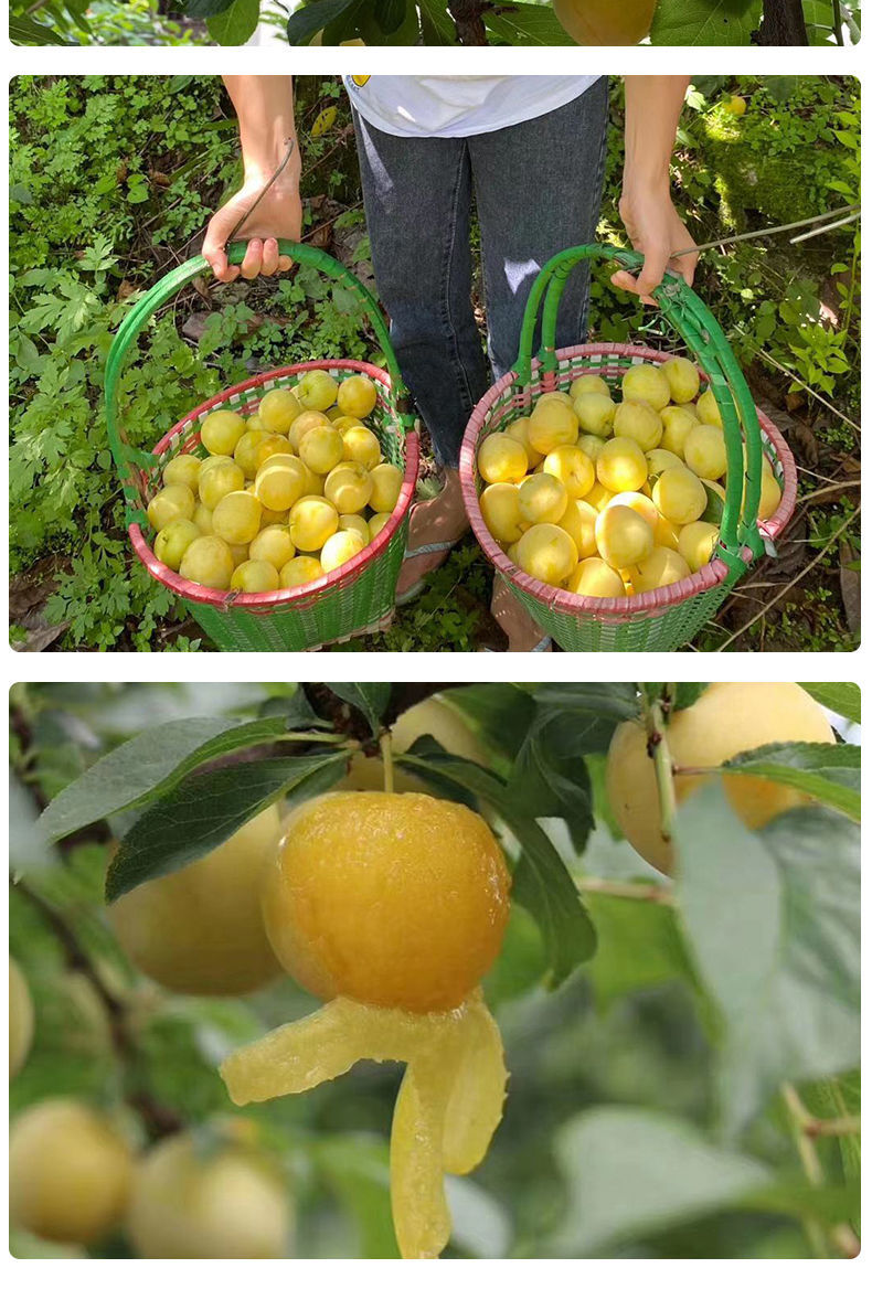 源外园(速发)四川桃花李 玉皇李黄金李子 应季孕妇水果新鲜现摘冰糖