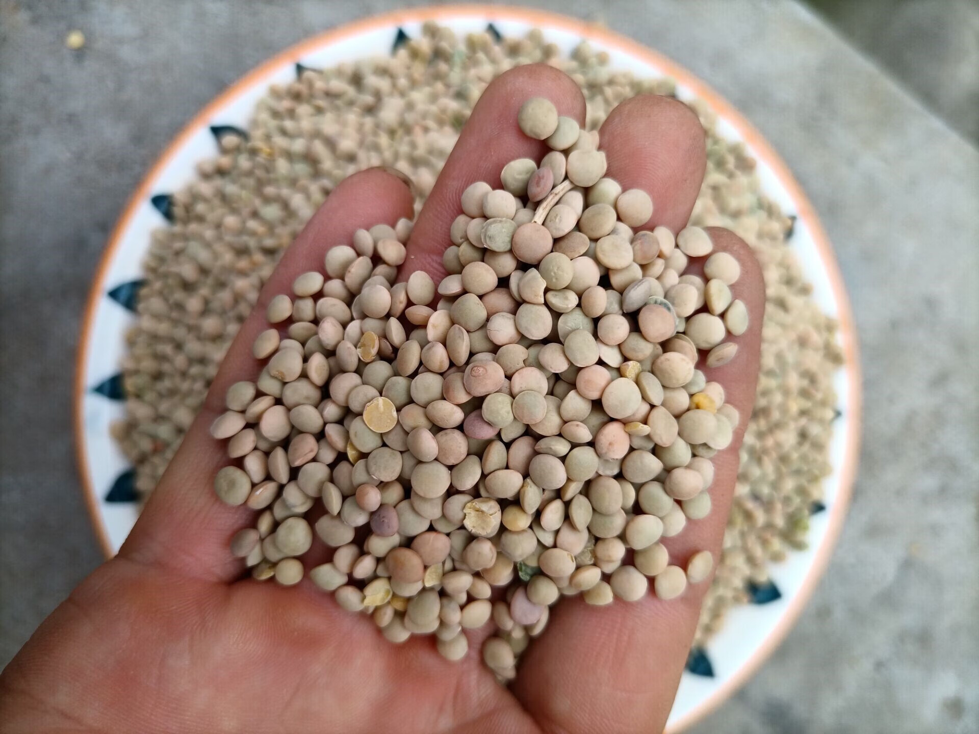 新货小扁豆5斤农家滨豆扁豆子胡豆杂粮小粒豌豆凉粉原料金豌豆 红色