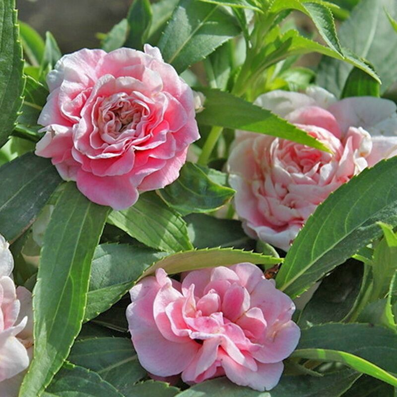 指甲花苗花凤仙花盆栽学生观察阳台观赏驱蛇染指甲四季开花好养 混色