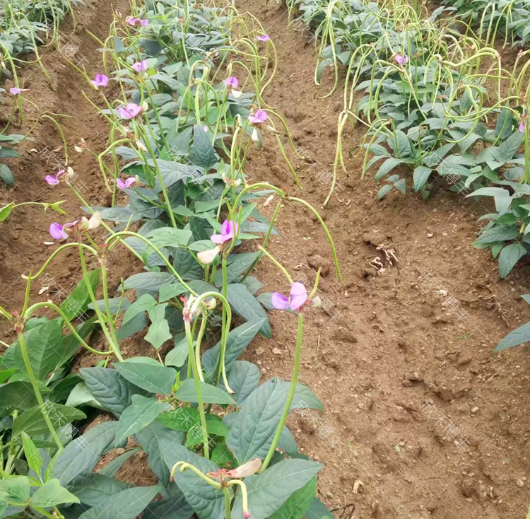 无架豆角种种子春夏秋季地豆不搭架豇豆种籽四季庭院盆栽蔬菜种孑新地