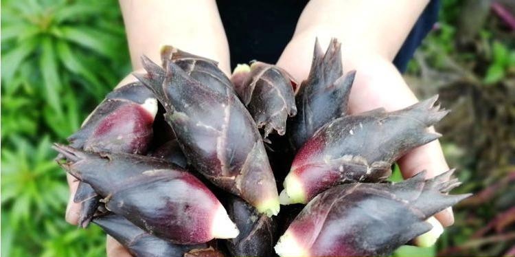 现货2斤新鲜阳荷姜洋荷姜 贵州洋河洋藿阳何洋合蔬菜洋火茗荷 2斤