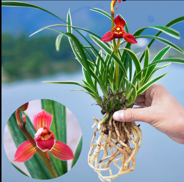 价金边兰花特漂亮金边兰四季开花超香红贵妃1苗价格新手试养好养活