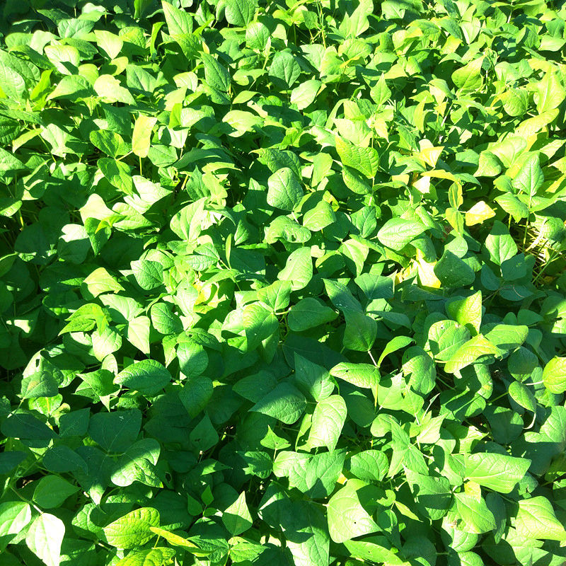 东北芸豆农家大腰豆黑龙江饭豆红花芸豆白花芸豆紫花芸豆煮粥豆沙