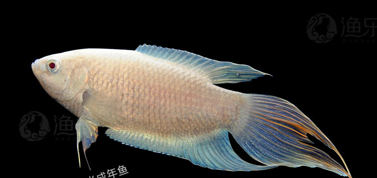 中國鬥魚活魚活體白化藍火焰藍叉普叉觀賞魚鬥魚苗淡水冷水魚金魚鬥魚