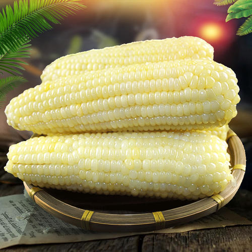 东北农家特产糯玉米黏苞米甜糯玉米白糯粘苞米冷精选220g白玉米5支