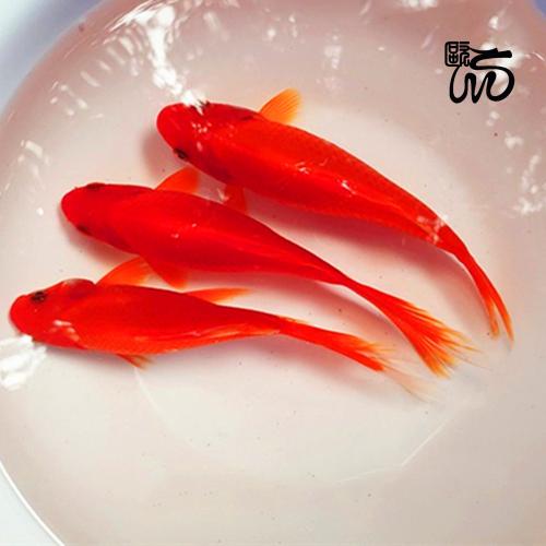 冷水鹦鹉发观赏鱼红草金花草红白草金鱼冷水鱼好养草鲫练手 红白草金3