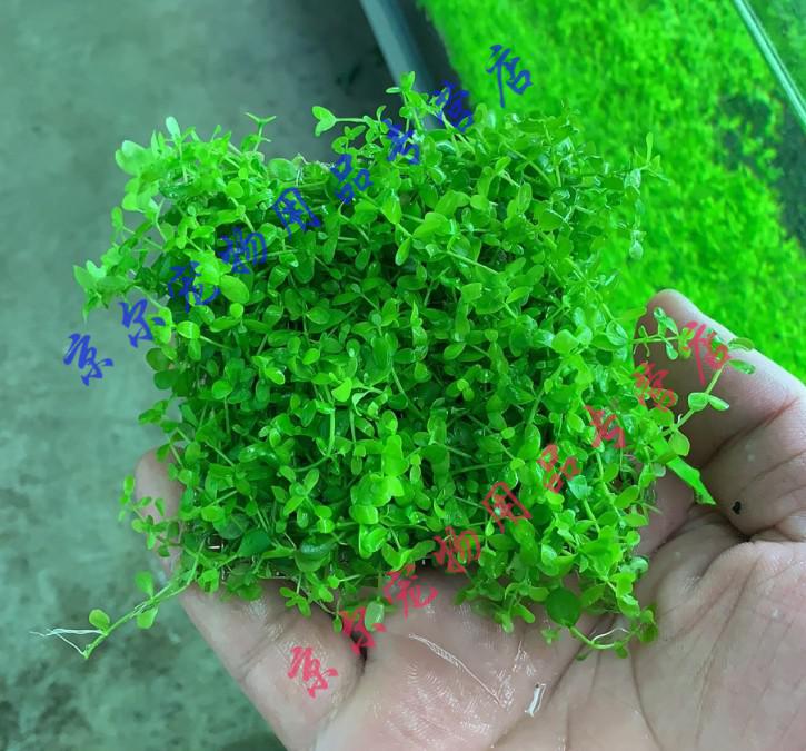 天弗前景爬地矮珍珠趴地迷你鱼缸造景活体真水草懒人速成阴性淡水植物