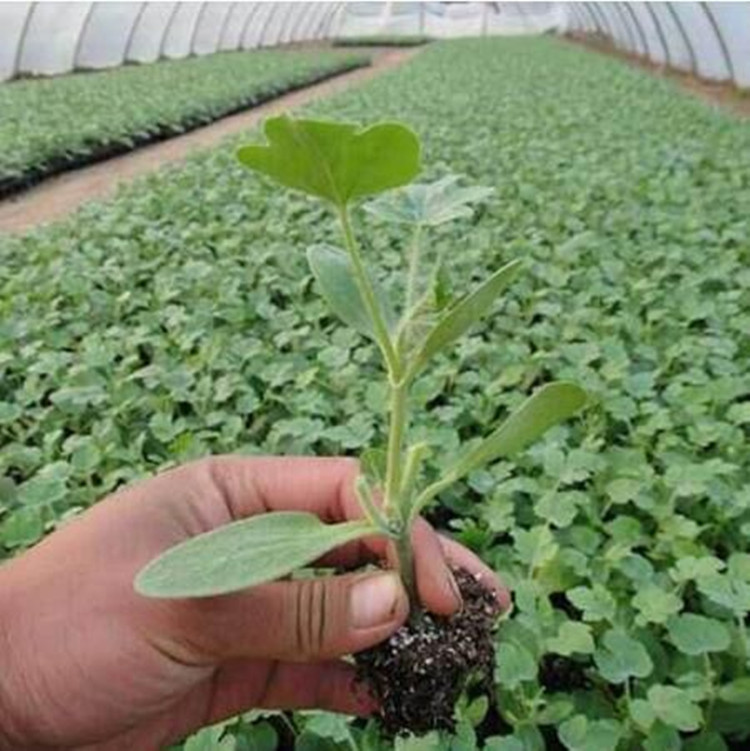 8424西瓜苗(3棵)【图片 价格 品牌 报价】-京东