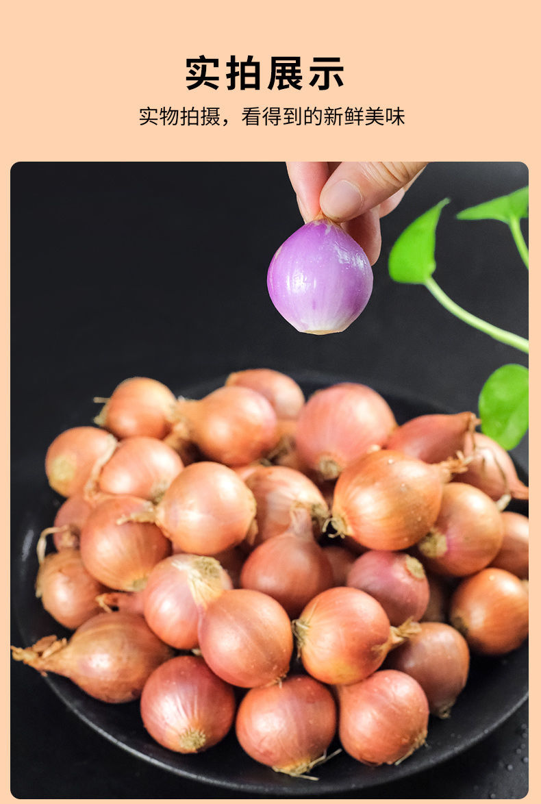 特香单粒红葱头毛葱头小葱头小圆葱头干香葱头 5斤装【90%买家购买】