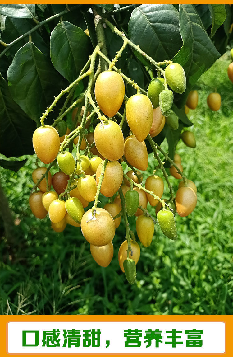 新鲜黄皮果现摘广西广东土特产鸡心冰糖当季酸甜水果 【无籽黄皮果】5