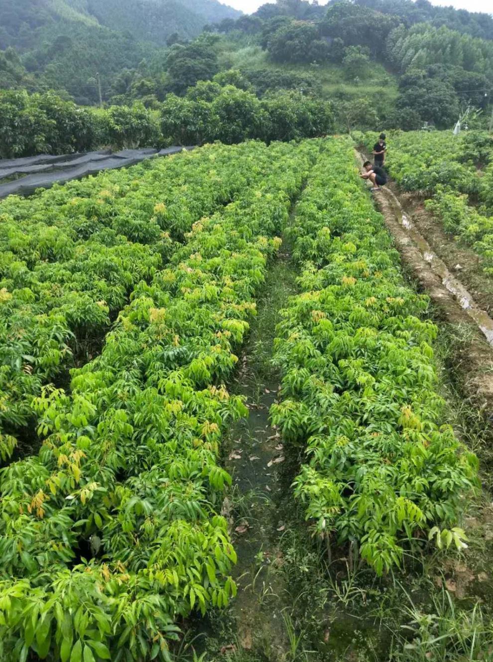 花姬 冰荔荔枝树苗荔枝王苗嫁接果树苗挂绿无核桂味妃子笑南方四季