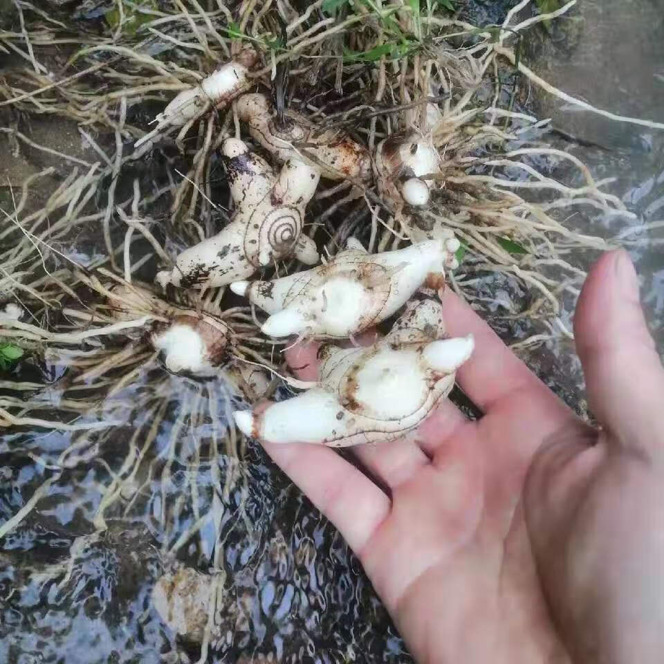 神农架正宗鲜三叉紫花白芨中药材现挖新鲜药食同用旱白芨种苗内廷上用