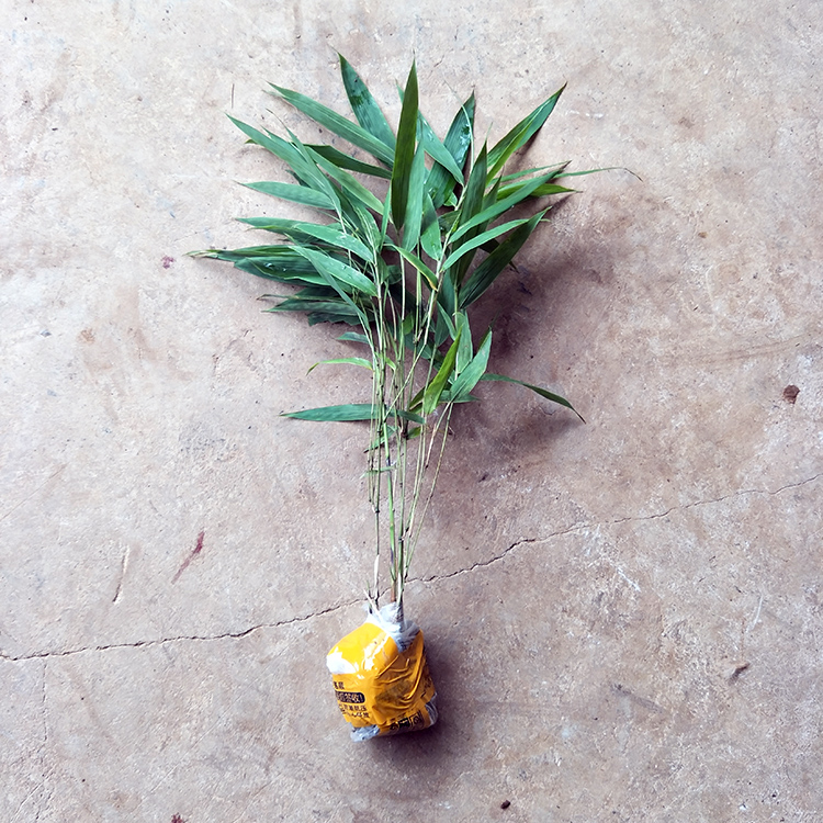 采缇筇竹苗罗汉竹苗盆栽办公室阳台庭院绿化竹艺术盆景竹观赏竹成年