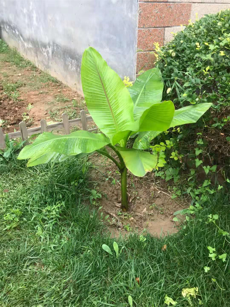 芭蕉樹苗庭院大型綠植花卉芭蕉苗 北方耐寒觀賞芭蕉樹苗盆栽大葉植物