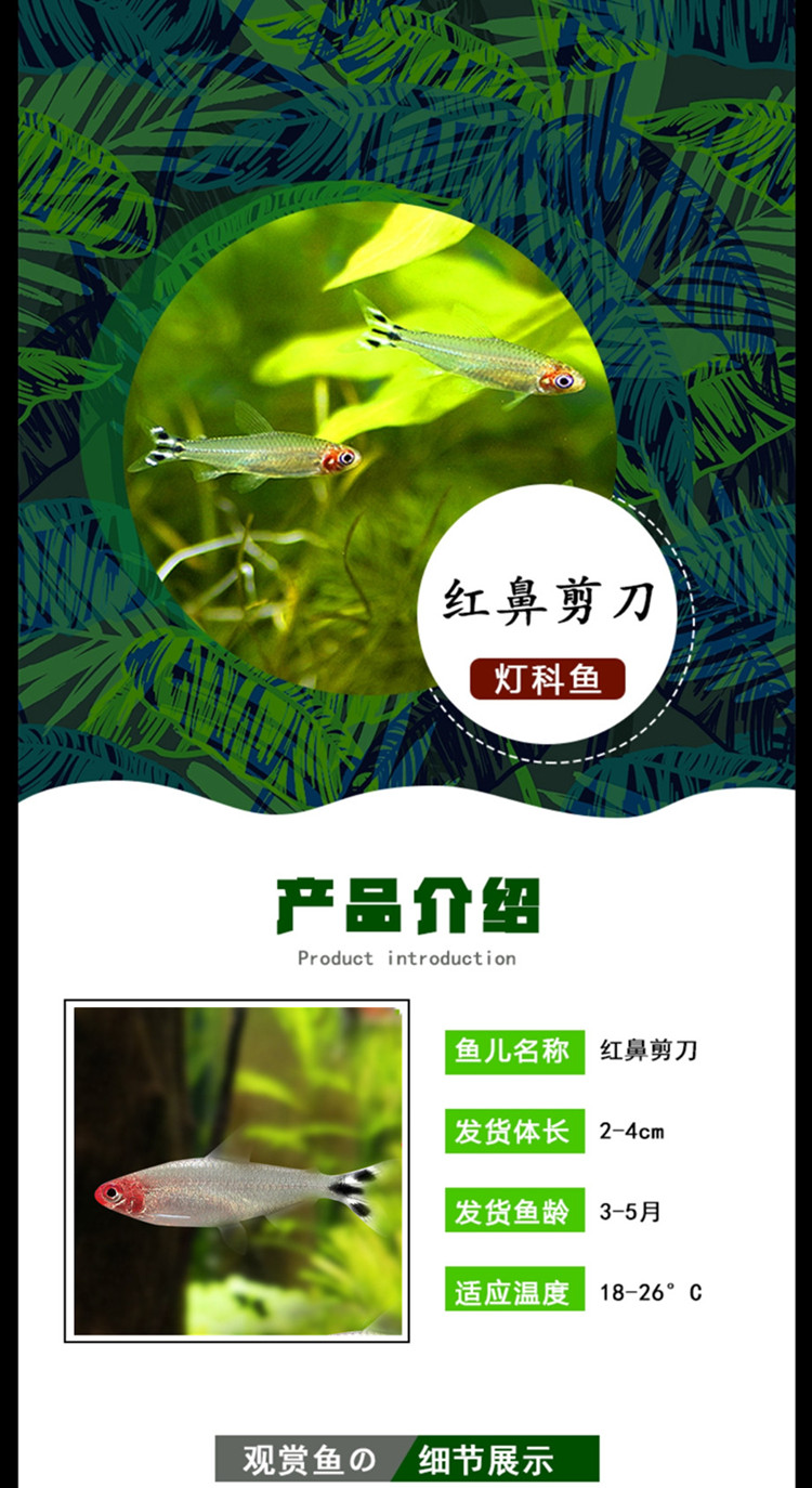 不二臣红鼻剪刀鱼活体鱼热带鱼小型群游鱼观赏鱼黑尾大勾渔场直销淡水鱼黑尾大勾2 2 5cm条 图片价格品牌报价 京东